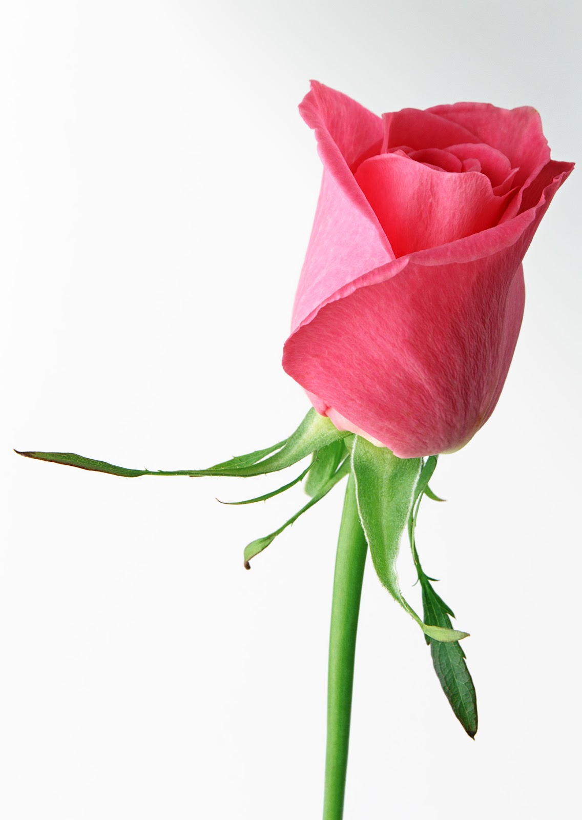 Beautiful Single Pink Rose Pink Rose Single Jpg