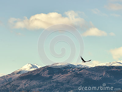     Eagle Flying Over Alaskan Mountains With A Blue Sky And Puffy Clouds