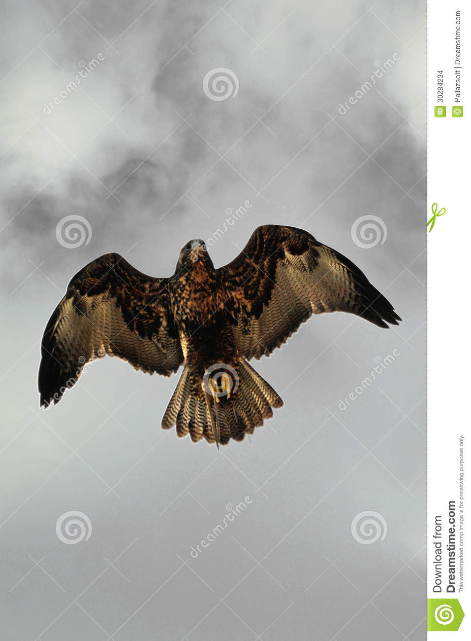 Eagle In Black Clouds Stock Images   Image  30284234