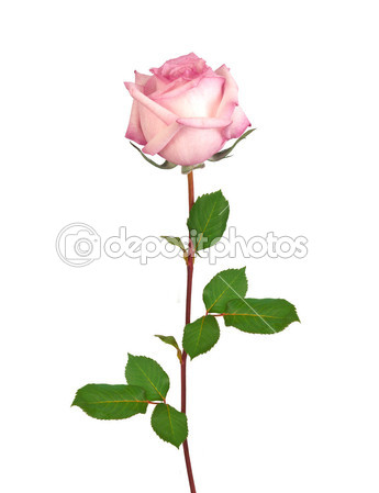 Single Pink Rose Depositphotos 12170088 Beautiful Single Pink Rose