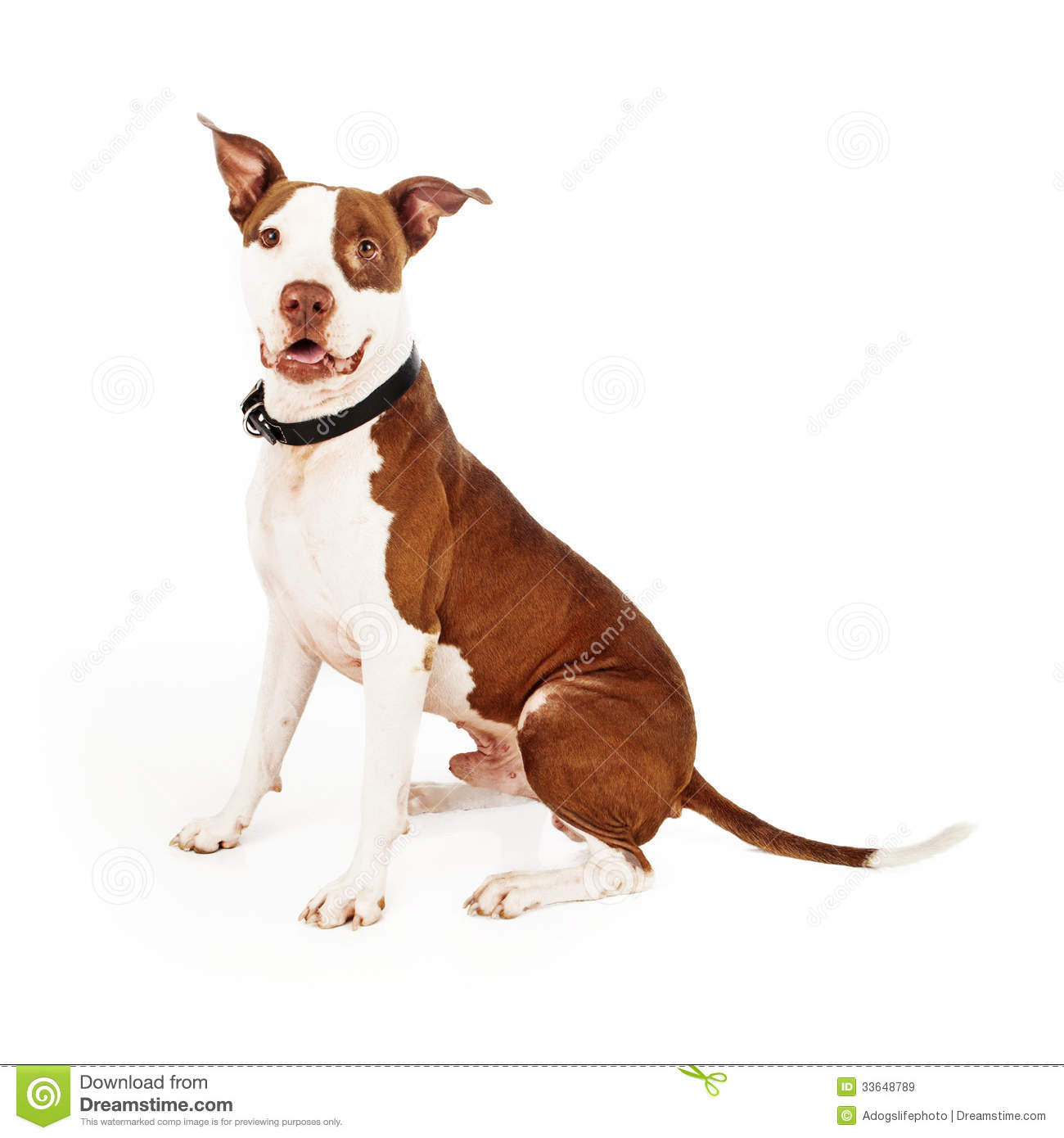 Pit Bull Mixed Breed Dog Happy Royalty Free Stock Images   Image    