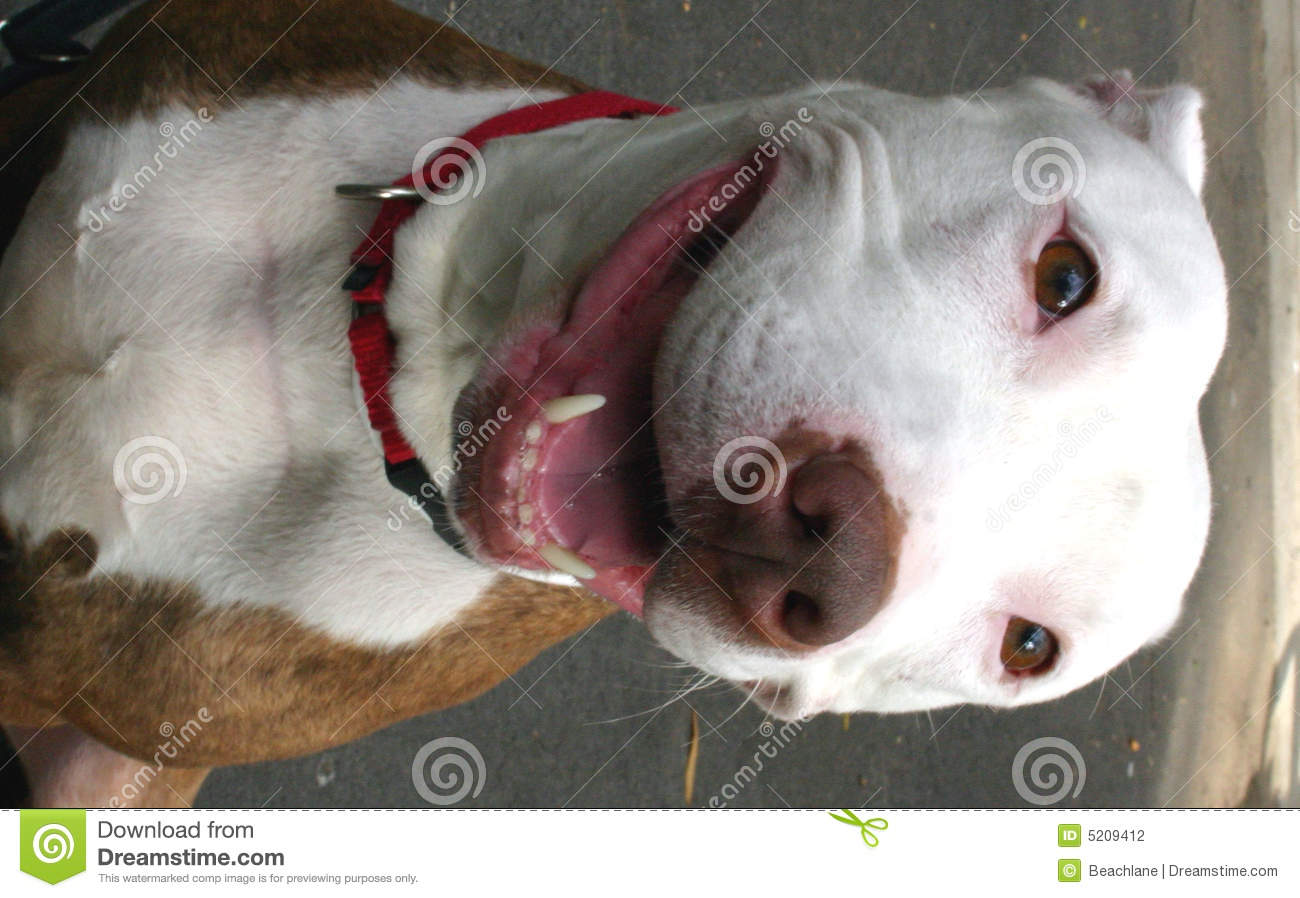Stock Photography  Smiling Pit Bull Terrier