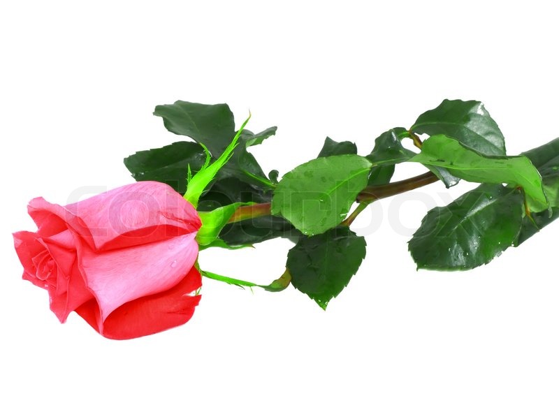 Beautiful Single Pink Rose   Clipart Panda   Free Clipart Images