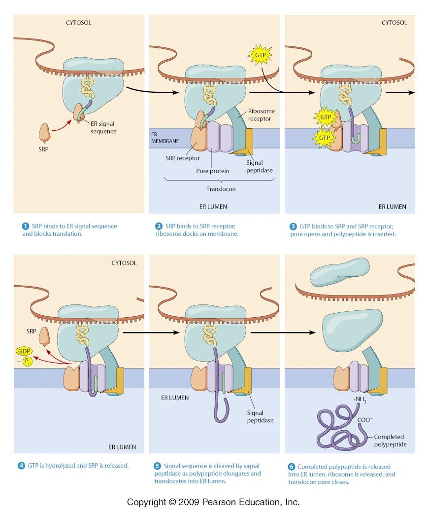 Protein Translocation