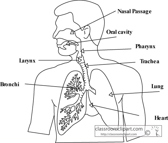 Anatomy   Respiratory System Diagram Outline 1218   Classroom Clipart