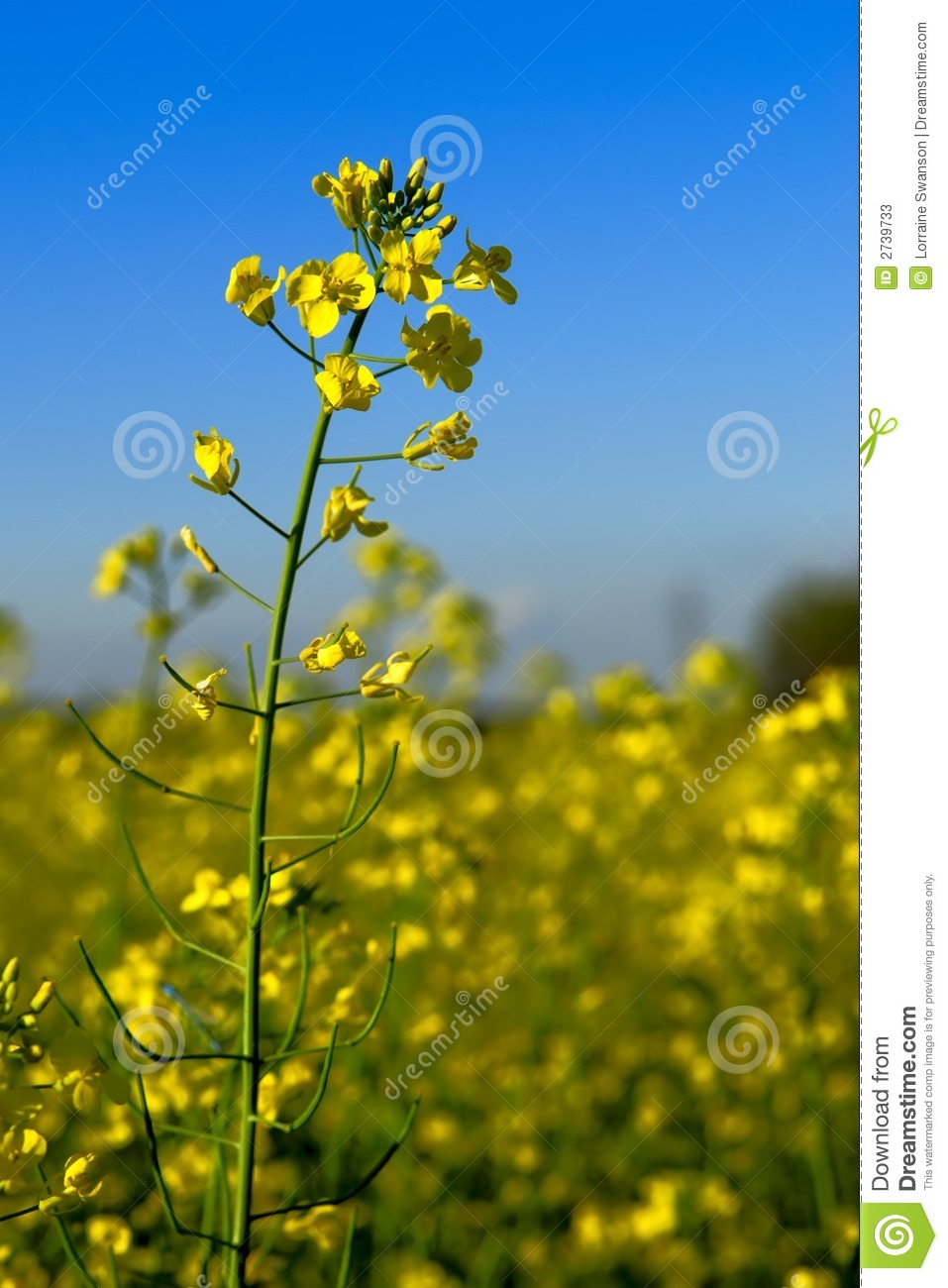 Canola Oil Clipart Canola Flower In Field