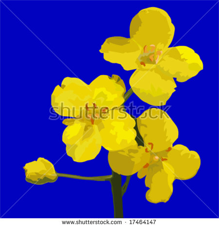 Canola Oil Clipart To Harvest Rapeseed Oil