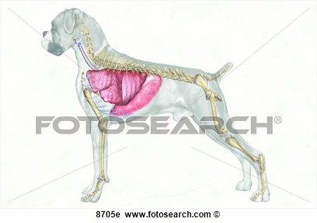 Clipart Of Canine Respiratory System Unlabeled 8705e   Search Clip Art    