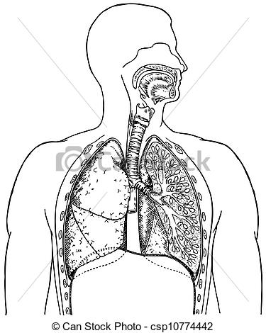 Eps Vector Of Respiratory System   Human Respiratory System    