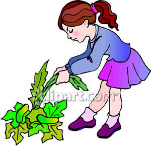 Little Girl Pulling Weeds   Royalty Free Clipart Picture