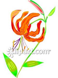 Orange Tiger Lily Royalty Free Clipart Picture