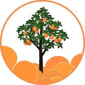 Orange Tree Stock Photos And Images  114931 Orange Tree Pictures And