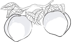 Peach Clipart Image  Drawing Of Peaches Growing On A Peach Tree