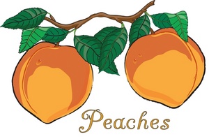 Peach Clipart Image   Two Fresh Juicy Peaches Growing On A Peach Tree