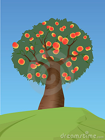Peach Tree Royalty Free Stock Image   Image  19318746