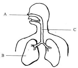 Respiratory System Blank Diagram   Clipart Best