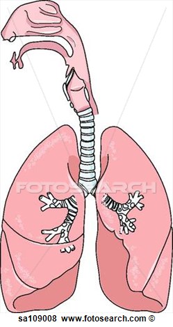 Stock Illustration   Anatomy Of The Respiratory System   Fotosearch