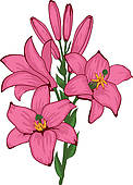 Tiger Lily Clipart And Illustration 79 Clip Art Vector Eps Clipart