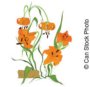 Tiger Lily Clipart And Stock Illustrations  409 Tiger Lily Vector Eps