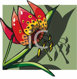 Tiger Lily Flower Clipart Picture