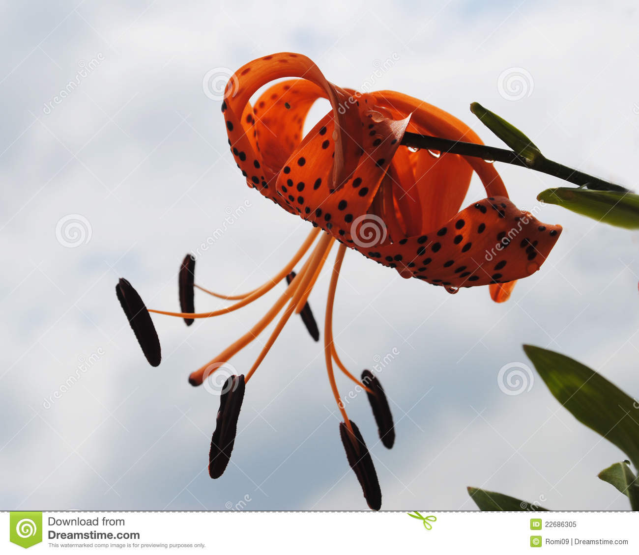Tiger Lily Royalty Free Stock Photo   Image  22686305