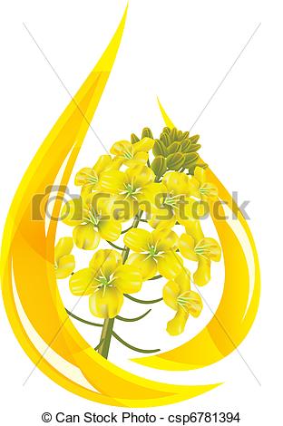 Vector   Canola Oil  Stylized Drop Of Oil And Rapeseed Flower    Stock