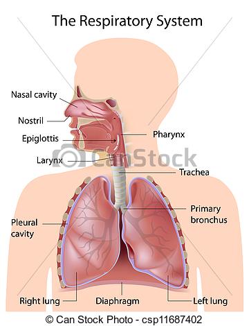 Vector   The Respiratory System Labeled   Stock Illustration Royalty