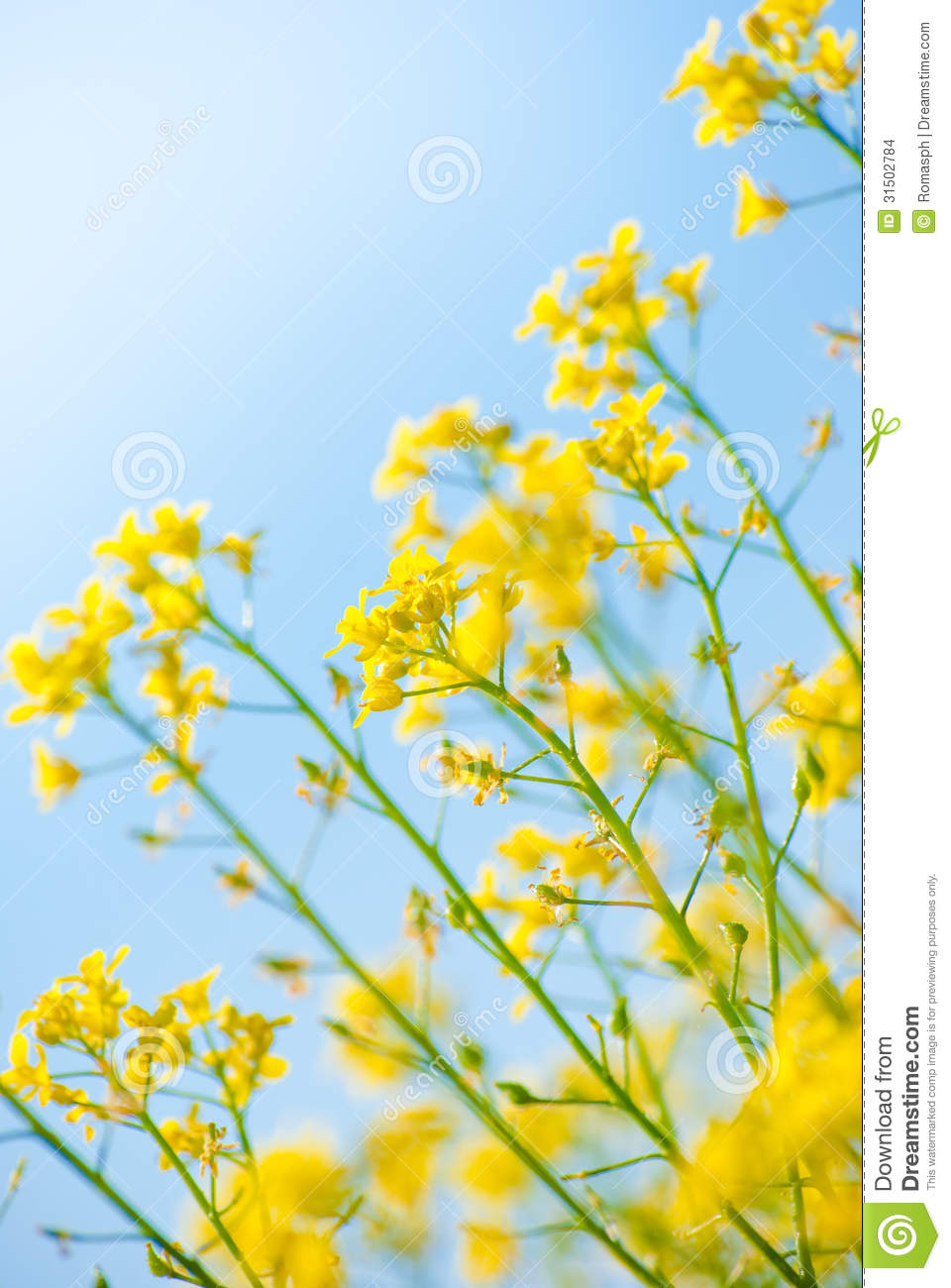 Yellow Rapeseed Oil  Canola  Stock Images   Image  31502784
