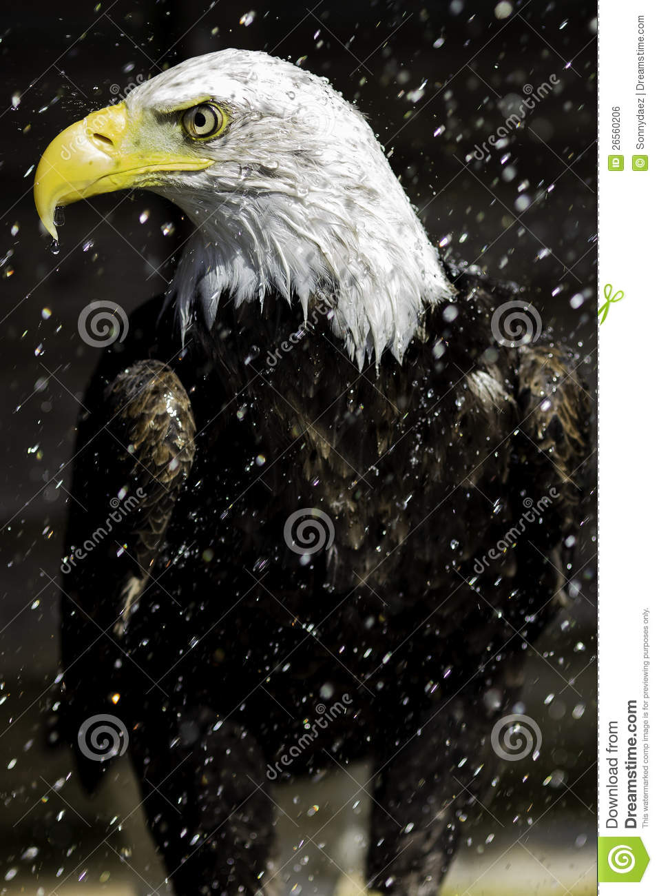 Bald Eagle In The Rain Royalty Free Stock Image   Image  26560206
