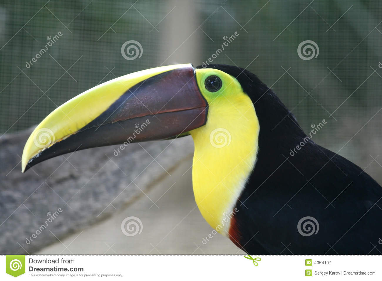 Bird Beak Royalty Free Stock Photography   Image  4054107