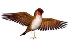 Bird Finch Stock Vectors Illustrations   Clipart