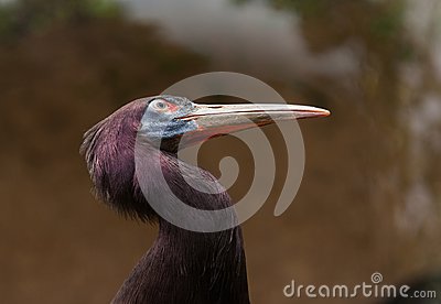 Bird S Head With A Large Beak Stock Photo   Image  52525599