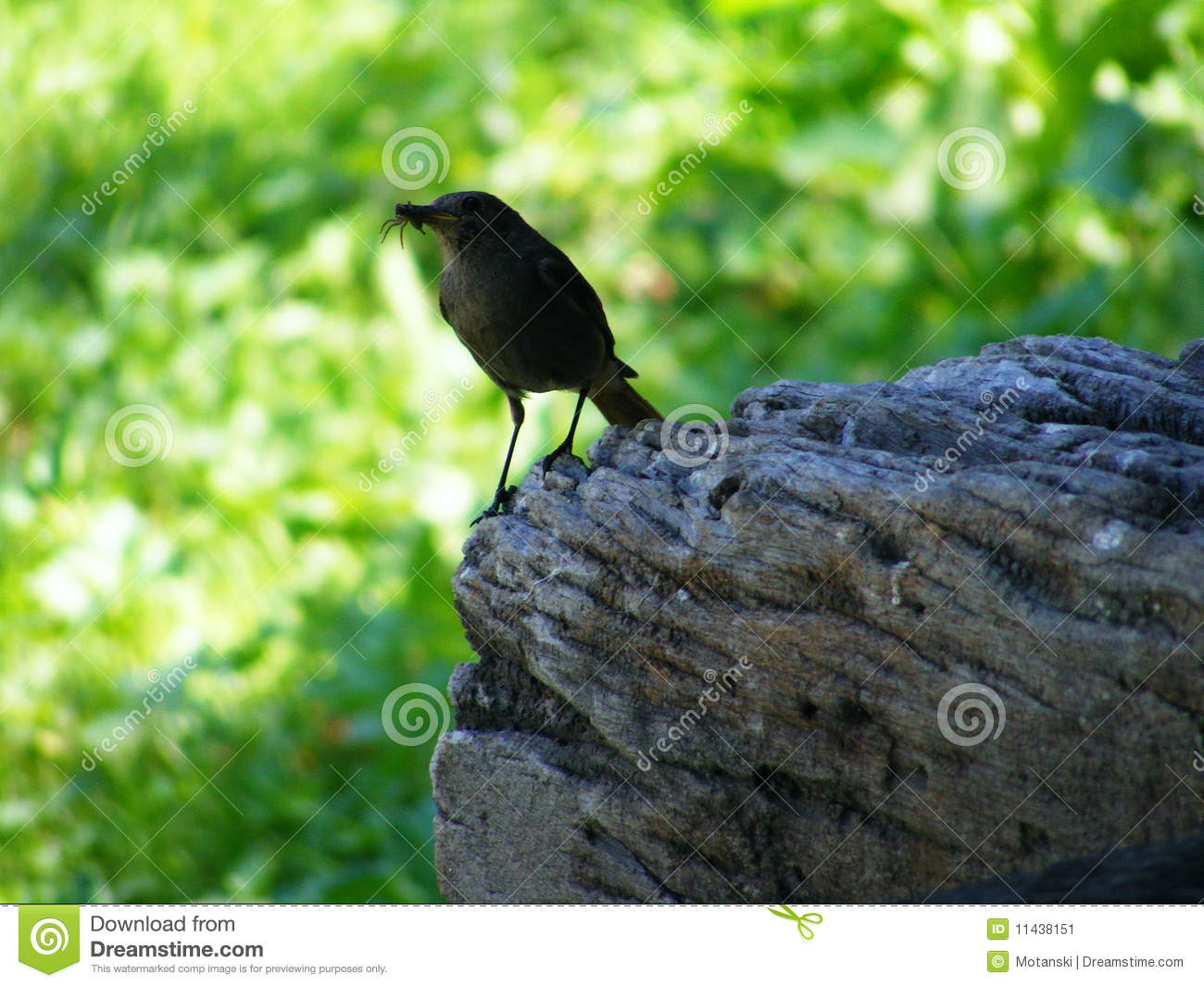 Bird S Meal Stock Image   Image  11438151