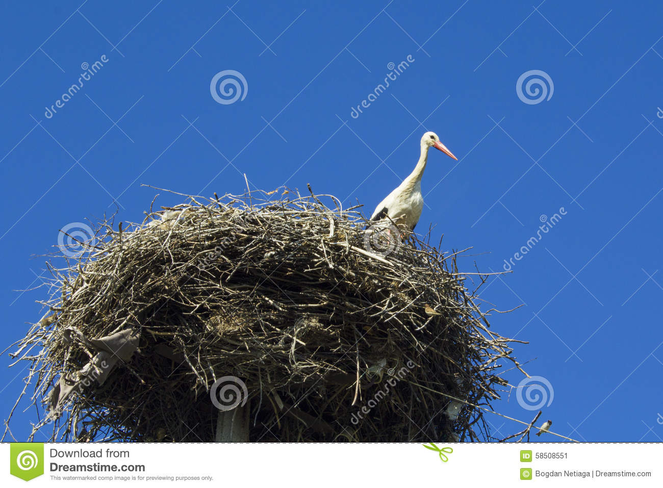 Bird Storks Nest Sky Blue Nature Clear Bird S Wildlife Wild High Twig