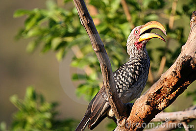 Bird With Large Beak Sitting On A Branch At Kruger Park In South