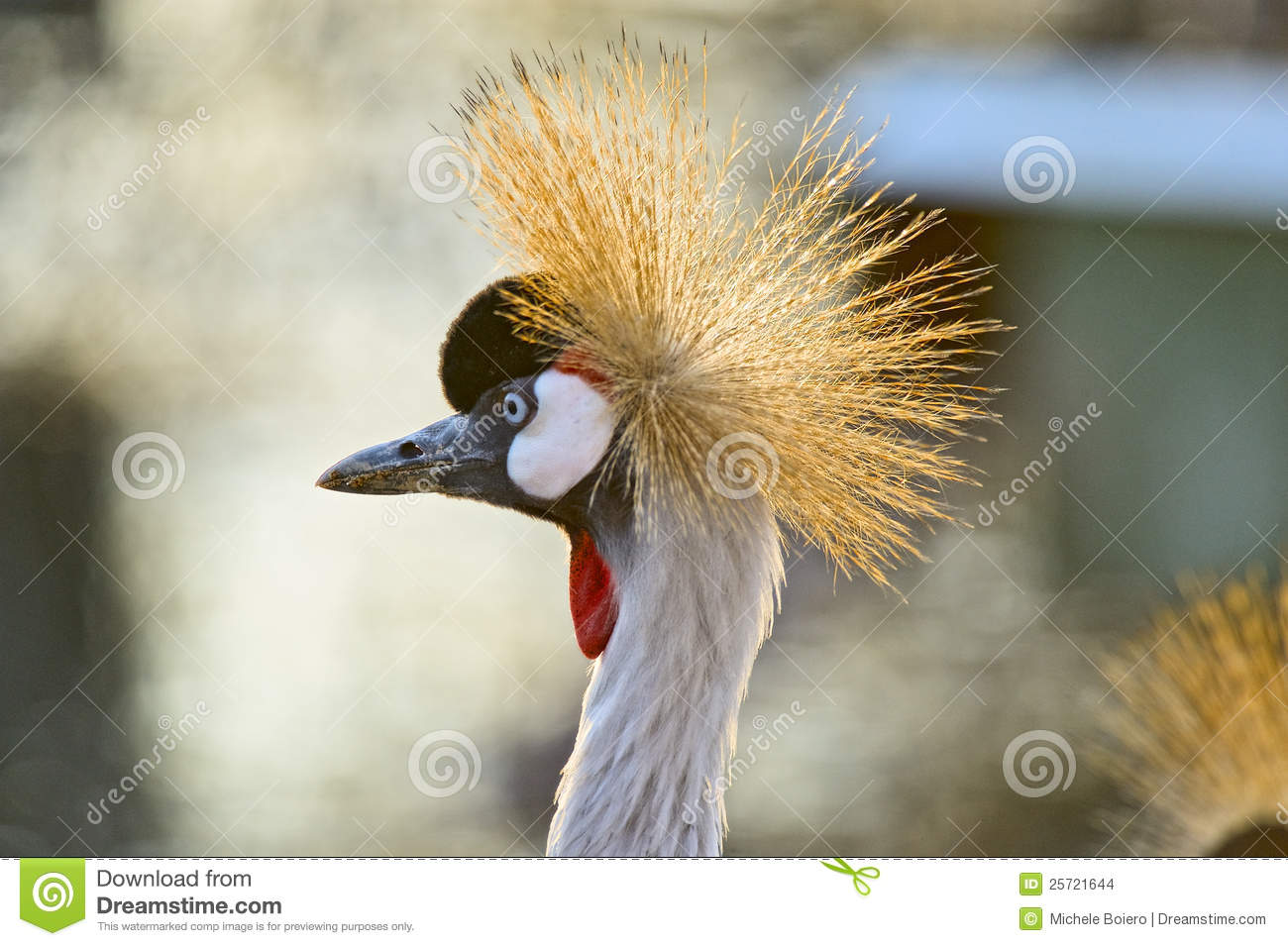 Bird With Long Neck Stock Images   Image  25721644