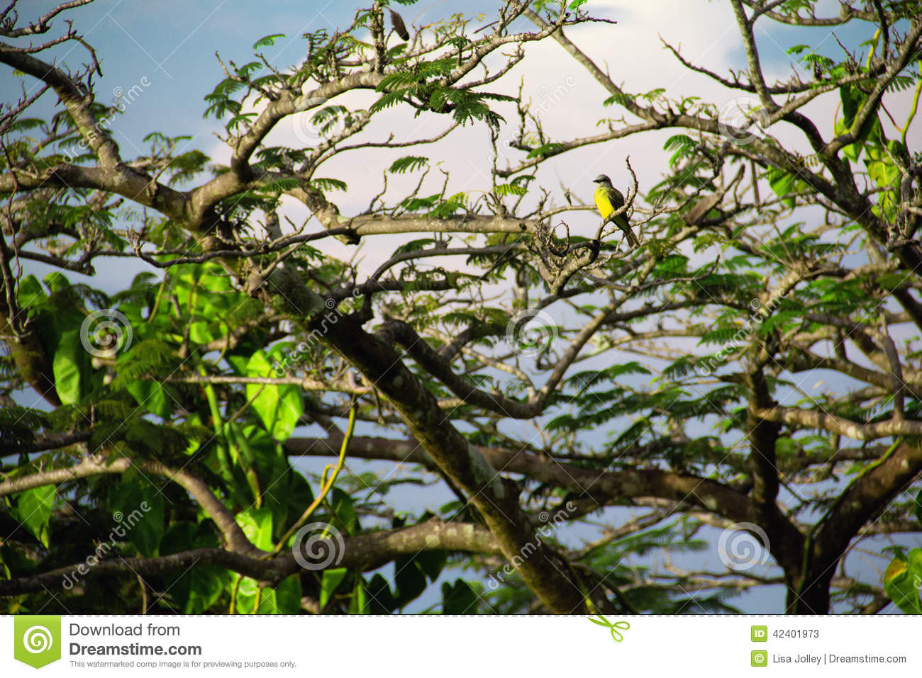 Costa Rica Bananaquit Yellow Bellied Bird S Back Dark Gray As Wings