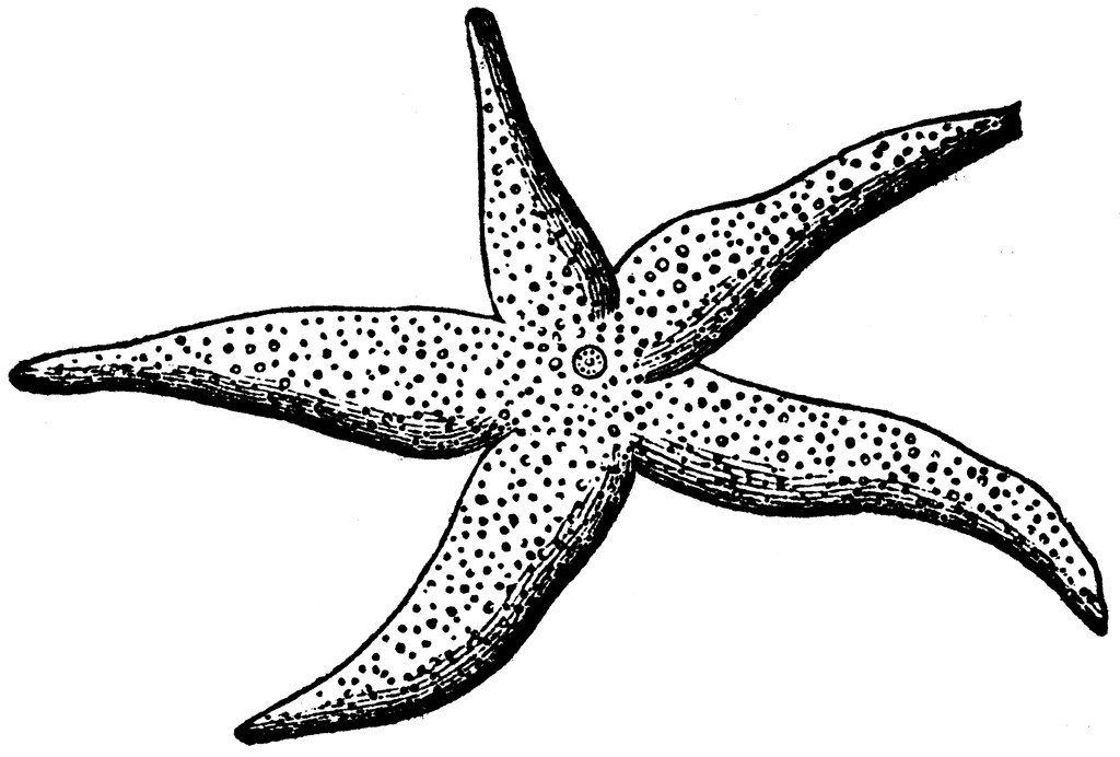 Diagram Of A Starfish   Clipart Etc
