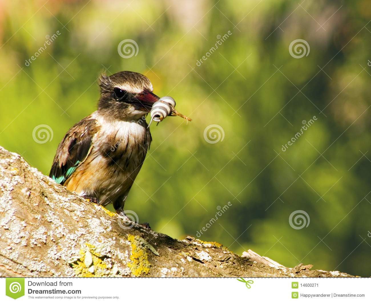 Early Bird Catches The Worm Stock Image   Image  14600271