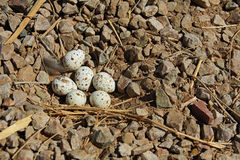 Gambel S Quail Nest With Six Eggs Royalty Free Stock Photography