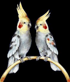 Lukas   Song Bird Pictures On Pinterest   Cartoon Birds Cute Cartoon