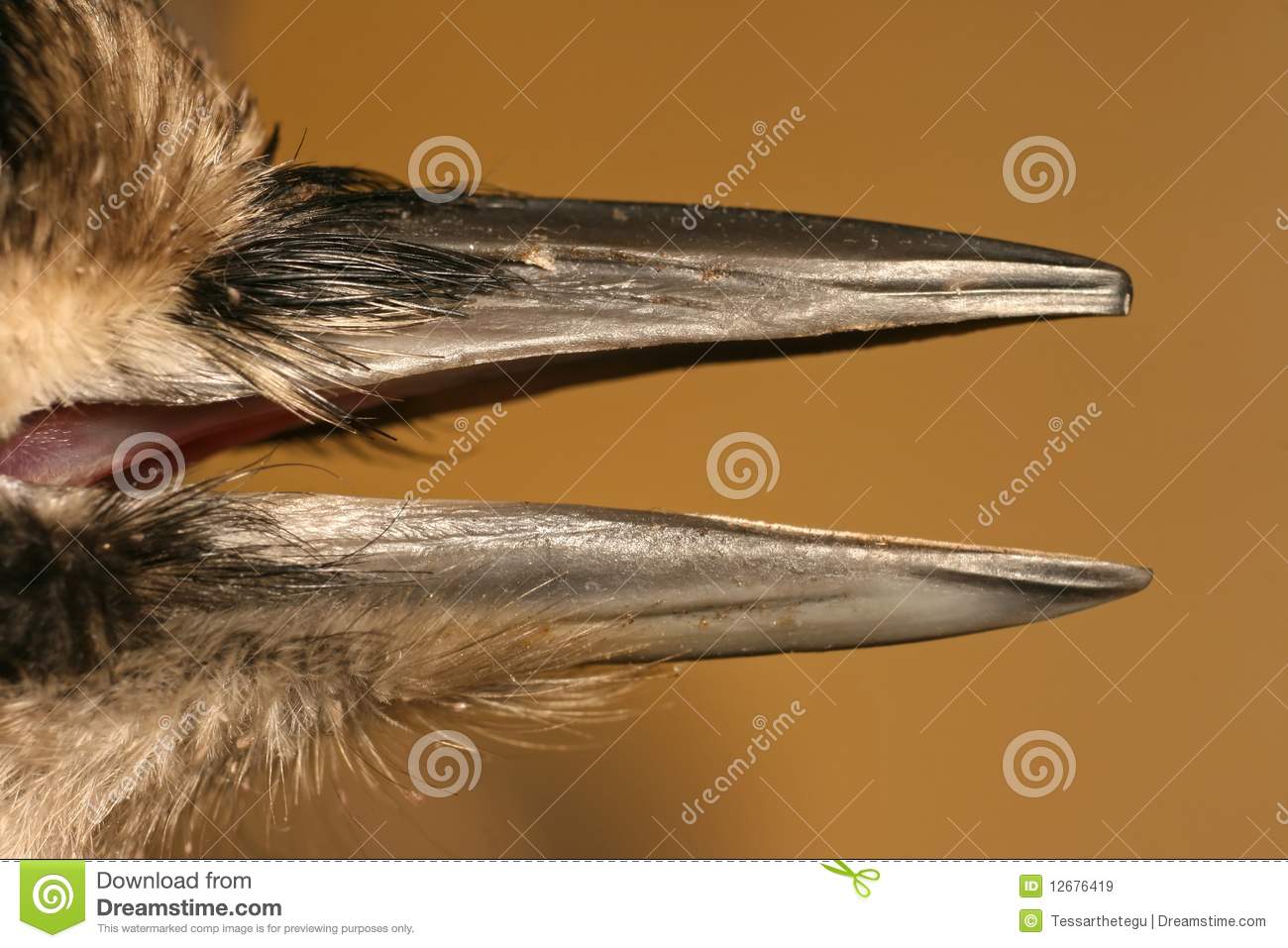 Pecker Bird S Beak