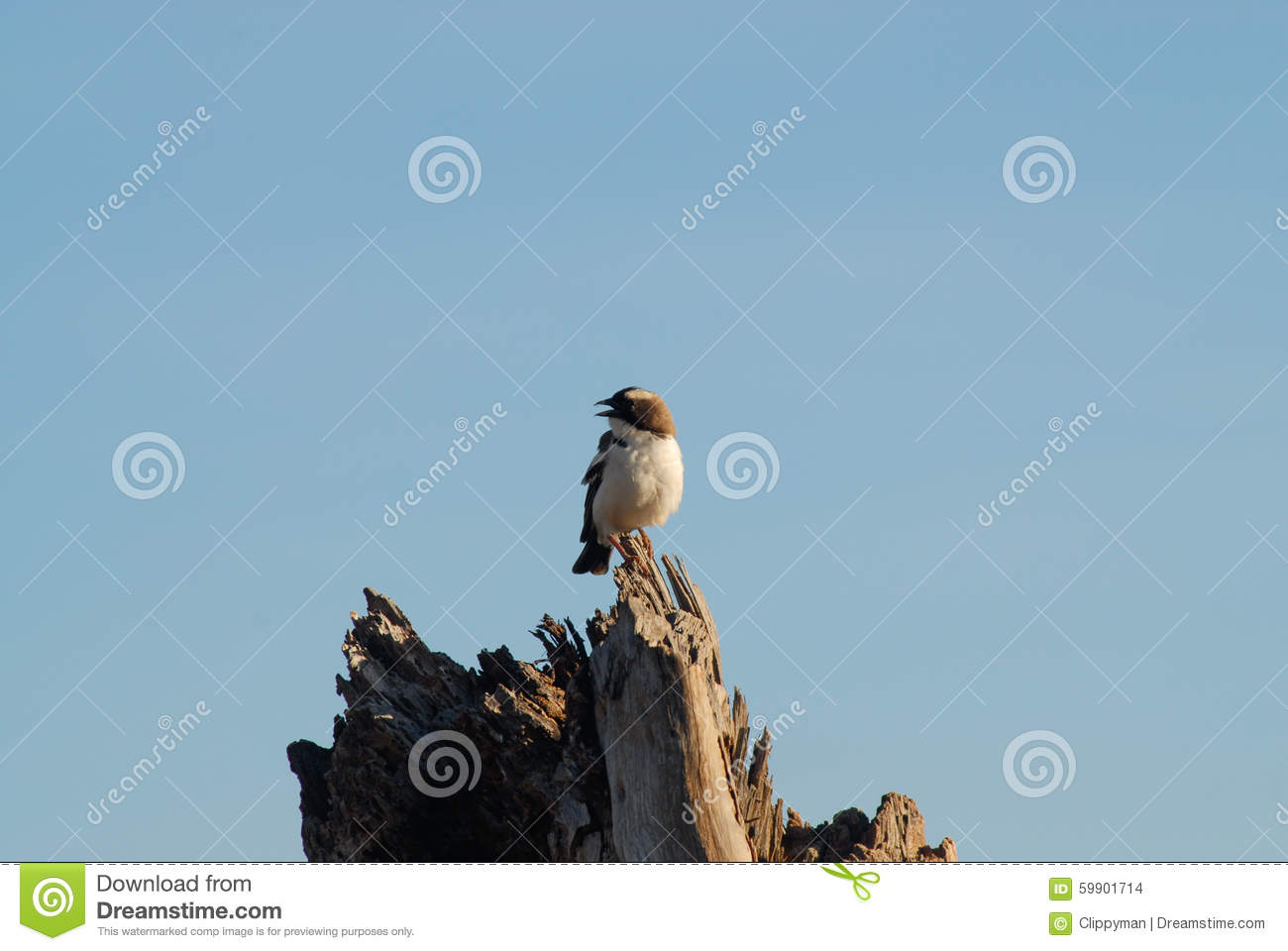     Weaver  Perched On Dead Tree Stump  Beak Open  Blue Sky Background