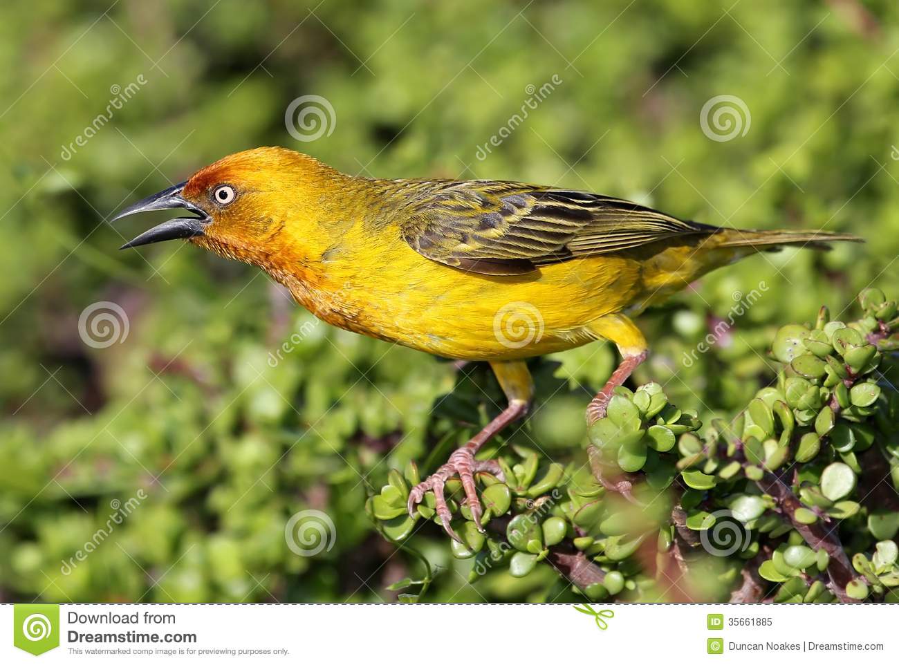 Yellow Cape Weaver Bird S Beak Open As Calls 35661885 Jpg