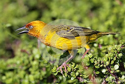 Yellow Cape Weaver Bird S Beak Open As Calls 35661885 Jpg