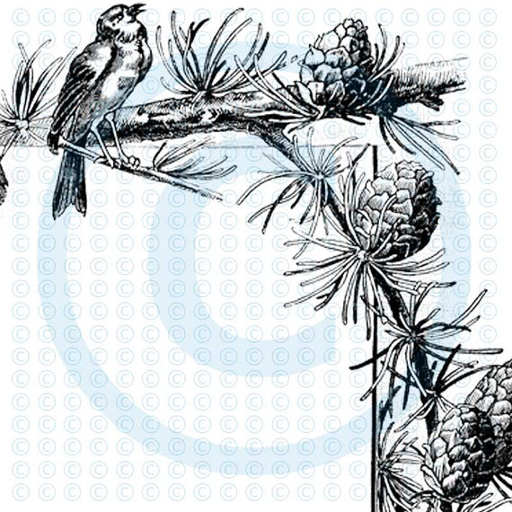Christmas Winter Birds Pine Cones Corners Borders Digital Floral