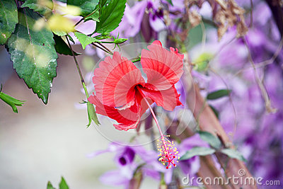 Flowers Of The Philippines Stock Photo   Image  40308800