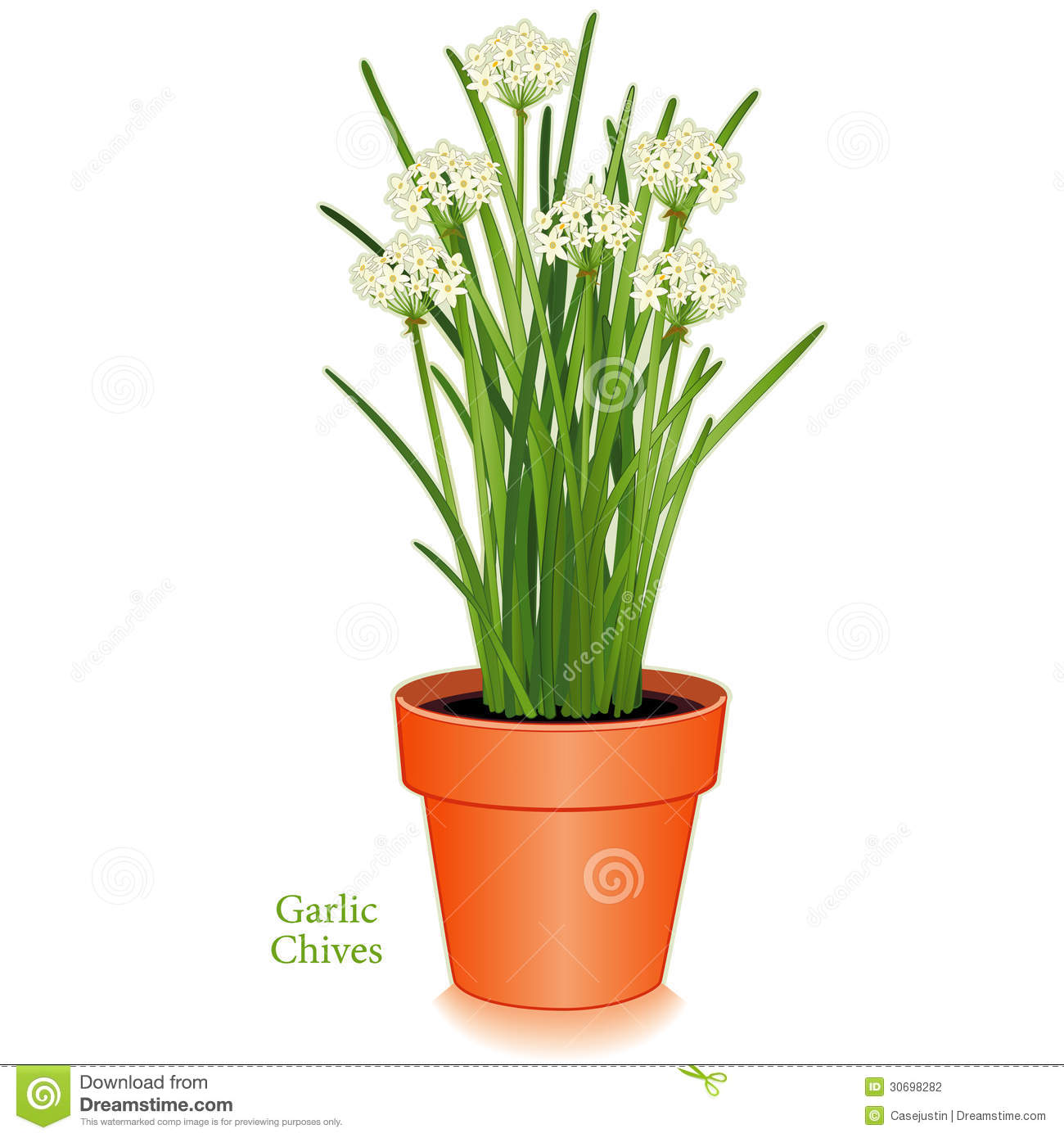 Garlic Chives In Clay Flower Pot Aromatic Herb With White Flowers    