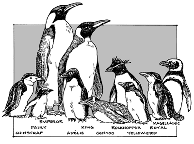 Gulf Of Maine Research Institute  Space Available  Penguin Adaptation