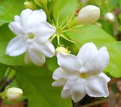Sampaguita On Pinterest   Jasmine Philippines And Flower